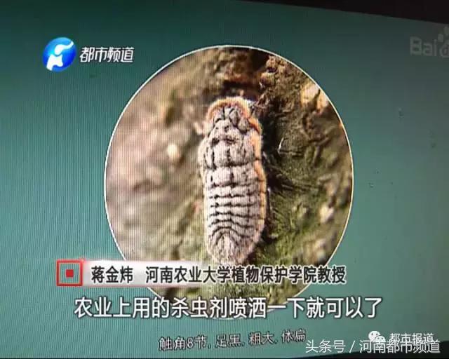 河南什么地方出现大量黑虫,河南村民发现红色线虫