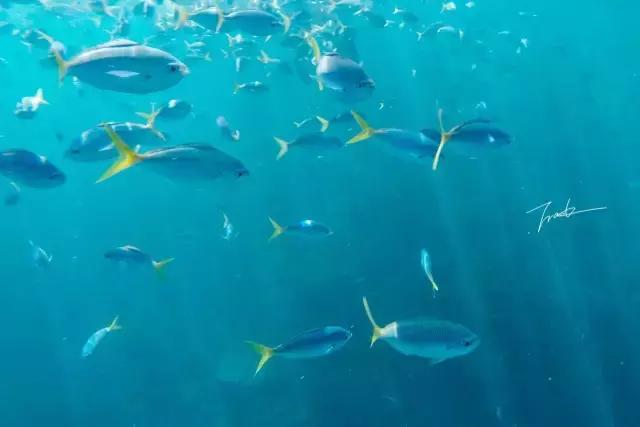 帕劳去玩的人多吗,帕劳到巴厘岛