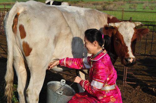 羊肉传染布鲁氏菌病,布鲁氏菌病在羊肉上可存活多久