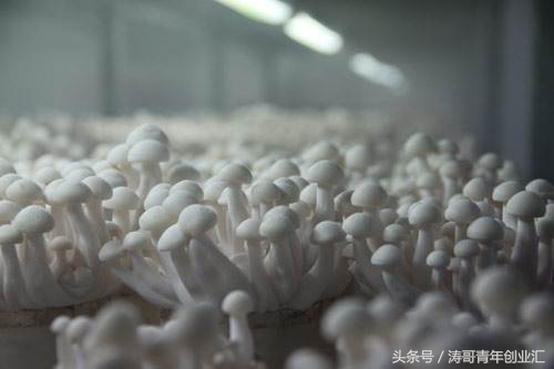 赚钱的农业种植项目有哪些,特种农业种植致富项目有哪些内容