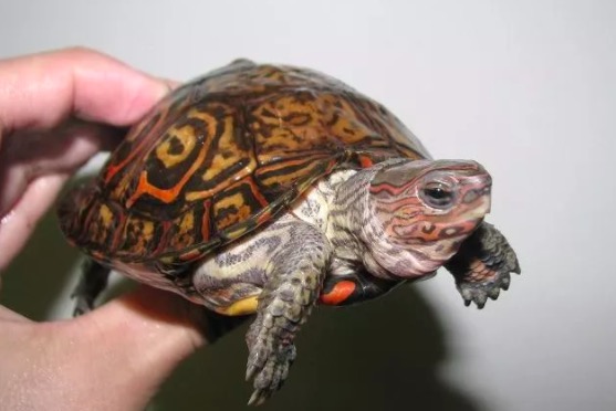 油彩木纹龟是蓝眼睛么,油彩木纹龟成体多大