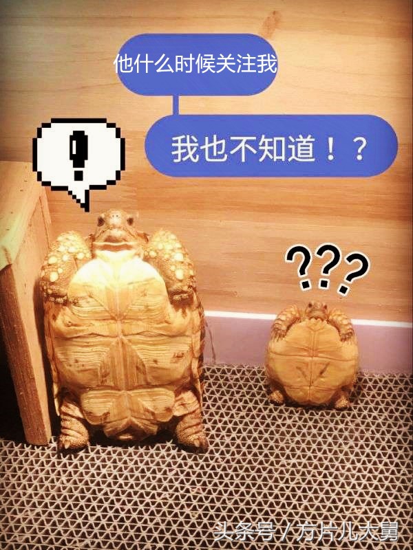 美文欣赏—头有斑、壳有纹、不加温、体型小，还不贵，它就是剃刀