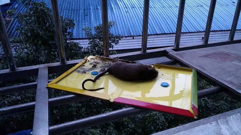 科技改变生活智能家居体验,科技改变猫生活视频