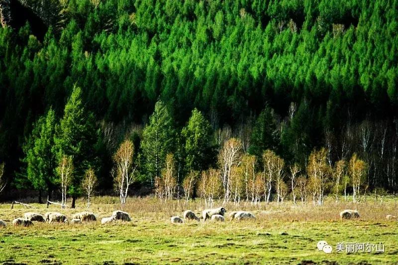 阿尔山携程购票,携程带你游