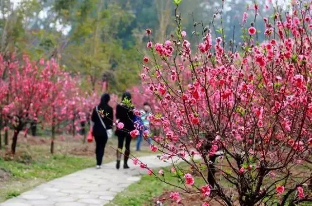 滚蛋吧,春困君!广东这些花花世界让你秒变龙马精神!