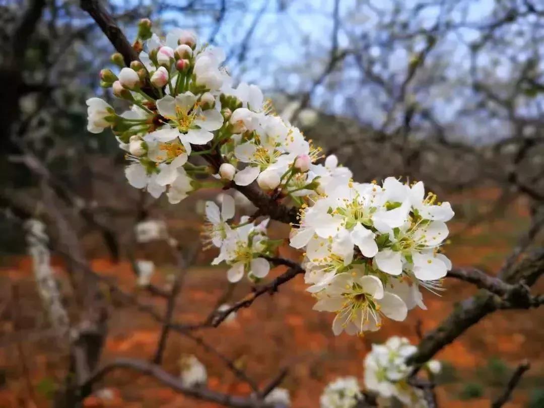 滚蛋吧,春困君!广东这些花花世界让你秒变龙马精神!