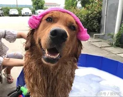 宠物洗护合集,宠物洗护攻略