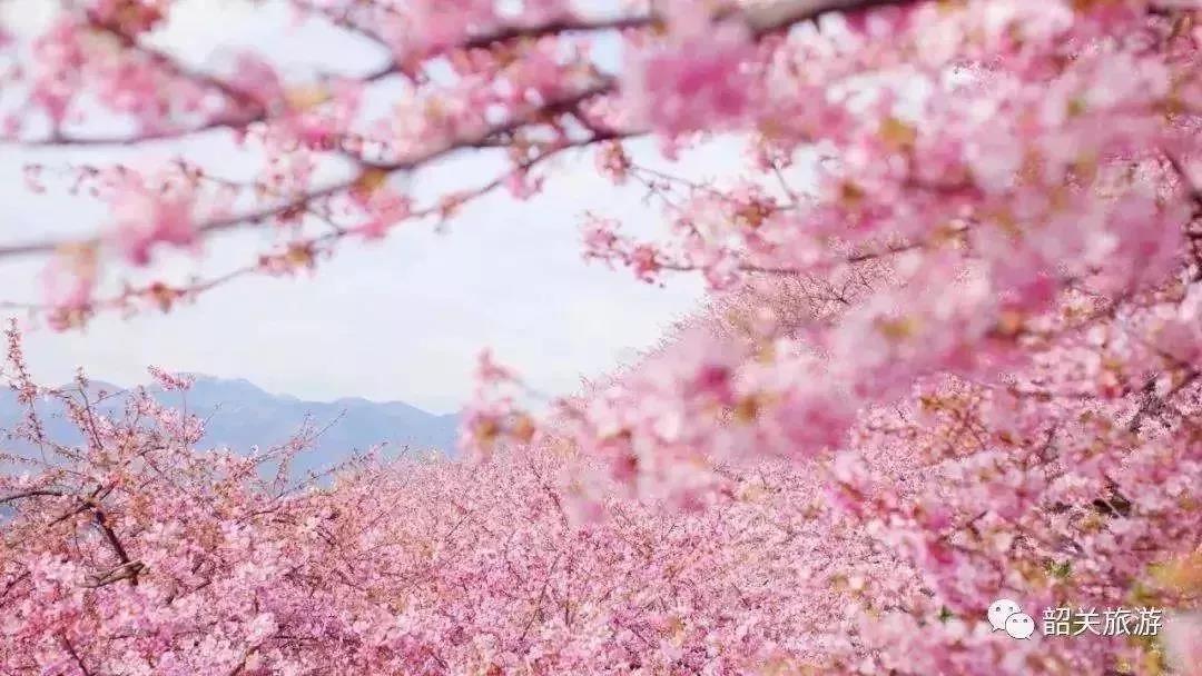 滚蛋吧,春困君!广东这些花花世界让你秒变龙马精神!