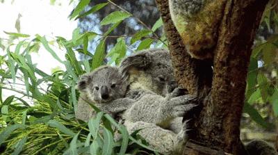 考拉是如何灭绝的,考拉是如何存活的