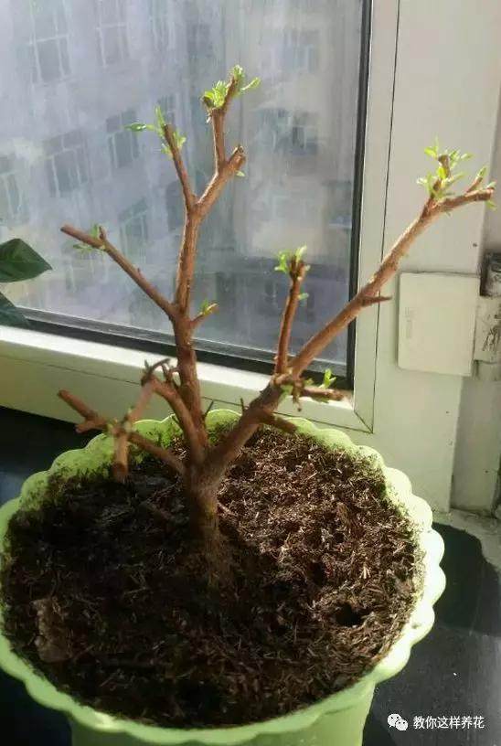 绿萝发财树杜鹃发黄萎蔫枯死，一个塑料袋就能救回！