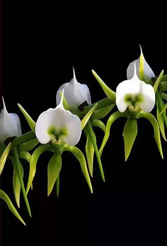 精品兰花欣赏一花一草一世界,100种最美兰花大饱眼福邀君共赏