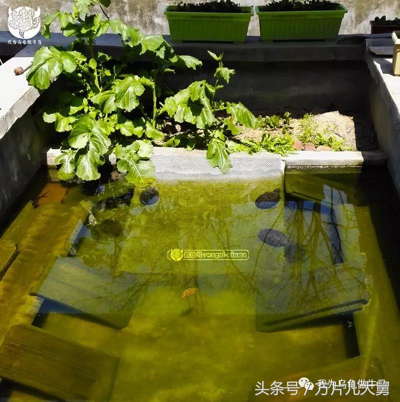 美文欣赏—头有斑、壳有纹、不加温、体型小，还不贵，它就是剃刀