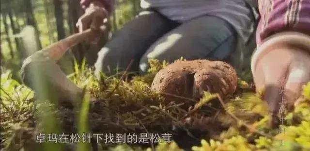 舌尖3酸菜,舌尖3椿树沟