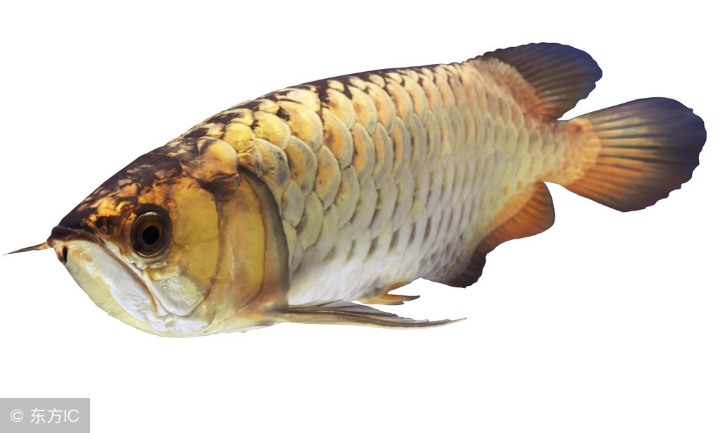 两龙鱼打架会不会打死,龙鱼打架是什么原因引起的