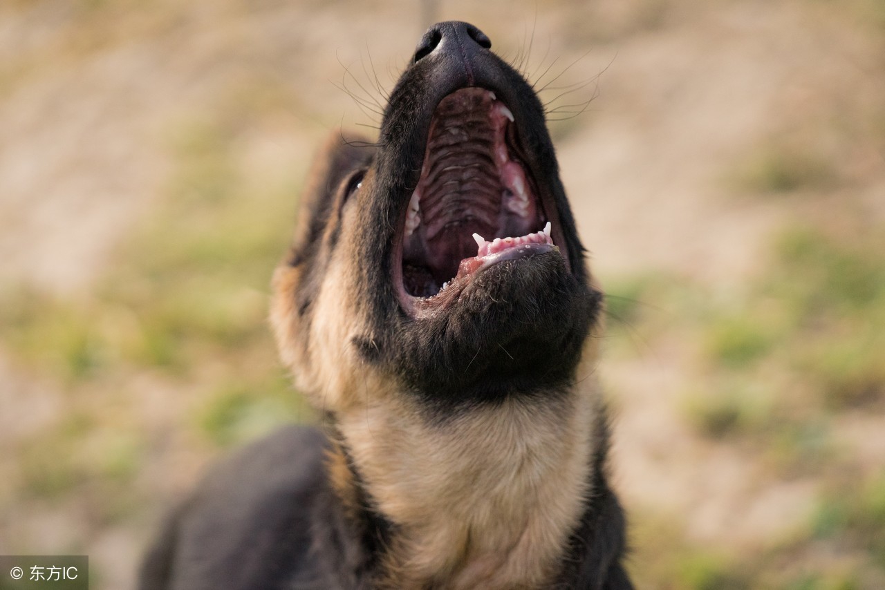 如果德牧是退役军犬的话可以养吗,退役军人训犬视频教程