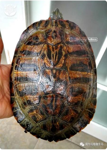 这龟白送你都不要,这篇阅读量要仆街