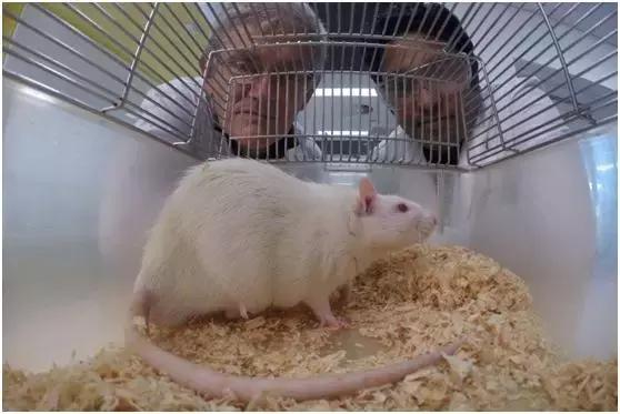 可以有助减肥的水果,抗衰老防痴呆水果