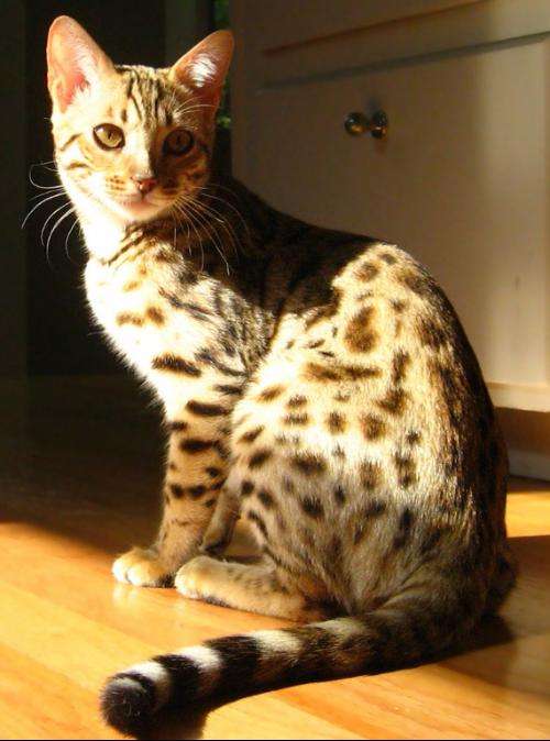 喵星人的3种类型,喵星人类型对照表