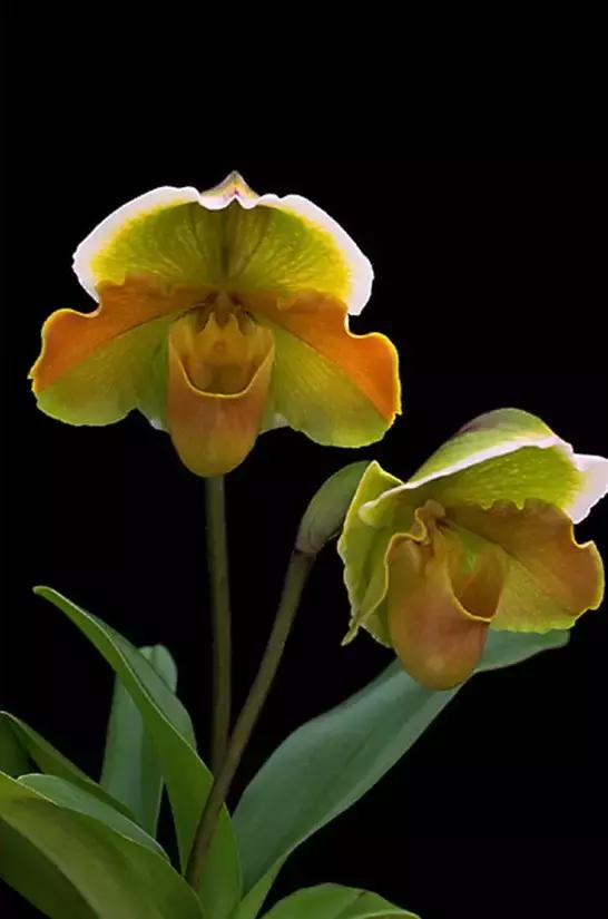 精品兰花欣赏一花一草一世界,100种最美兰花大饱眼福邀君共赏