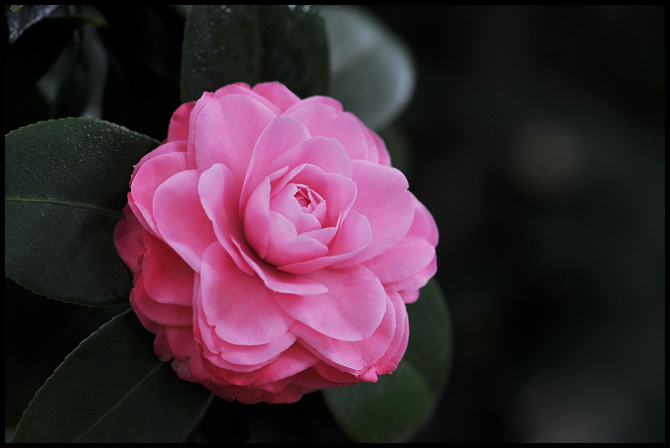 爱自然主题活动,爱自然爱生活视频