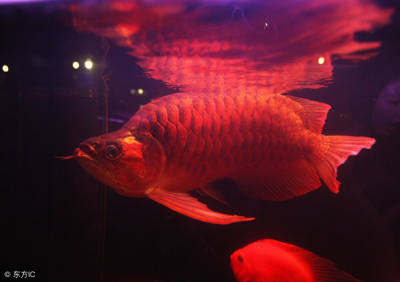 两龙鱼打架会不会打死,龙鱼打架是什么原因引起的