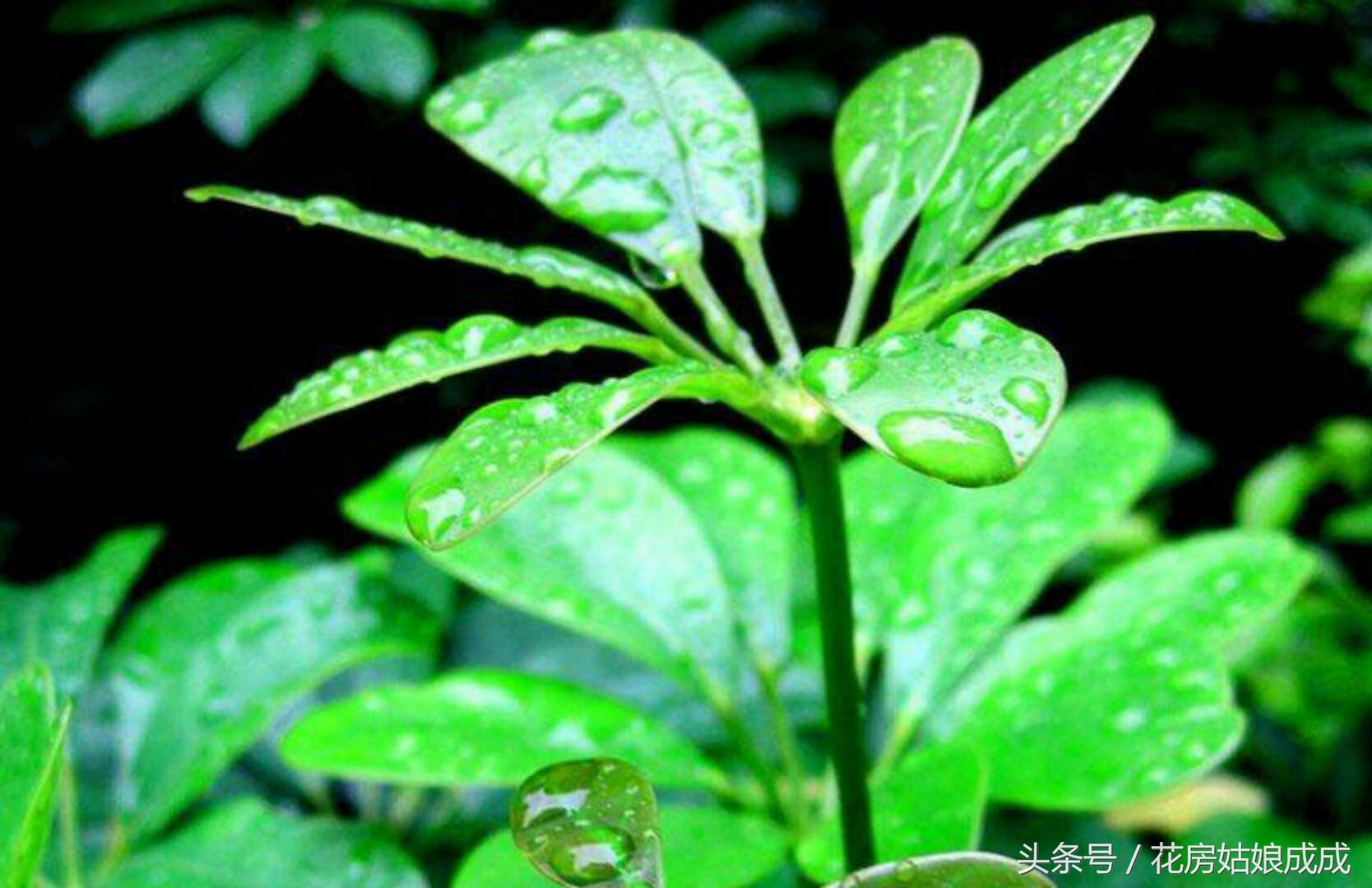 鸭掌木怎么养枝繁叶茂告别黄叶,招财树鸭掌木黄叶怎么回事