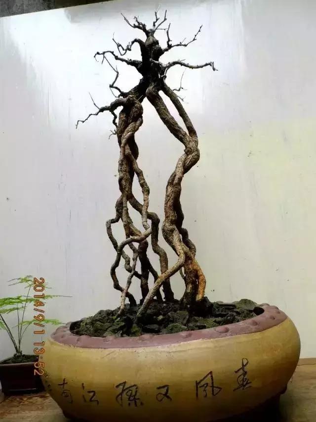 山宗山先生枸杞精品养护心得