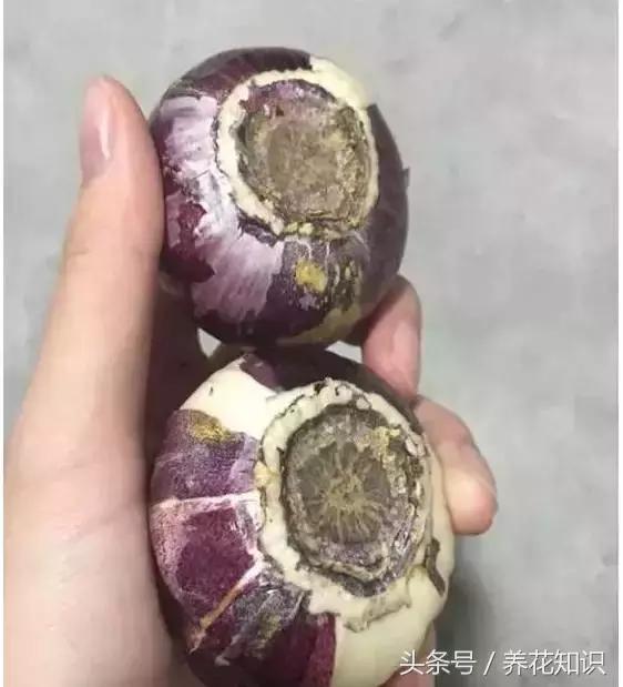 铁树的根全部烂了还能救活吗,发财树根烂了怎么救活有效