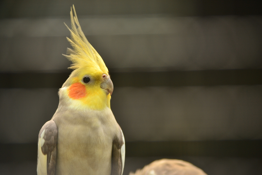 玄凤属于国家保护动物吗,玄凤鹦鹉是否是三有动物