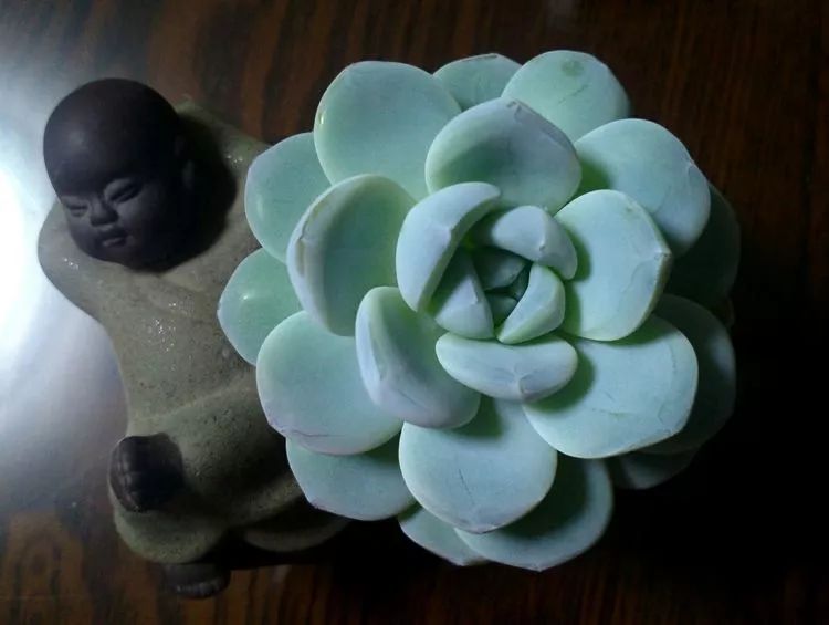 做足了功课养多肉,不用操心就能养好的多肉