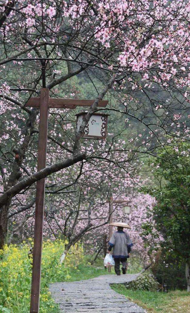 赏花小众景点,发现一处绝美赏花打卡地