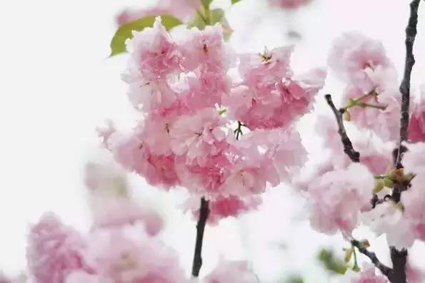 深圳春游十大好去处要门票,深圳春游亲子最佳去处