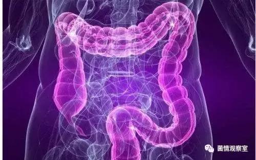 乳酸菌可以促进肠胃吸收吗,乳酸菌可以修复胃黏膜吗