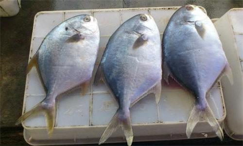 气血不足喝什么鱼汤,气血不足吃什么海鲜补得快