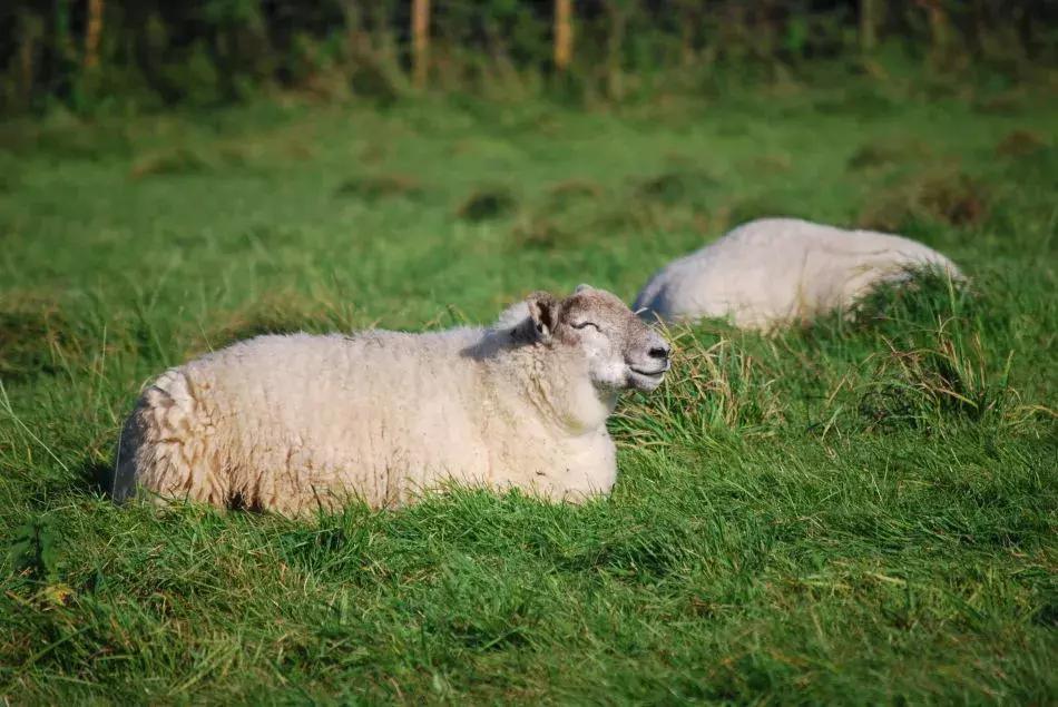 羊肠毒血症治疗偏方,羊肠毒血症的主要症状有哪些