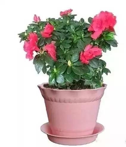 家养绿植花卉施什么肥,花卉绿植养殖方法测评