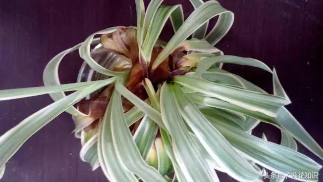 铁树的根全部烂了还能救活吗,发财树根烂了怎么救活有效