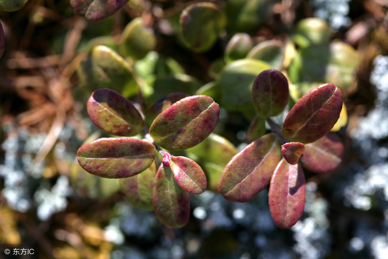 乌饭盆景冬天落叶吗,乌饭树盆景什么时候开花结果