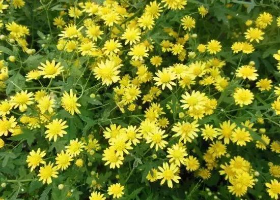 100种常年开花的植物,适合在家一年四季开花的植物