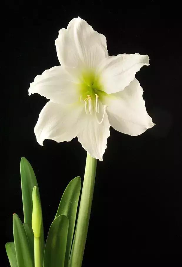 100种常年开花的植物,适合在家一年四季开花的植物