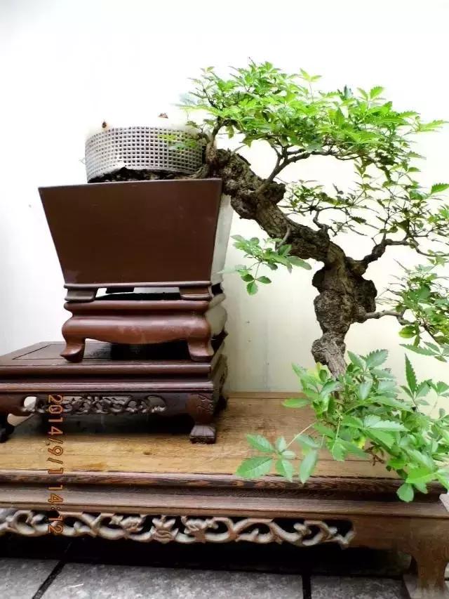 山宗山先生枸杞精品养护心得