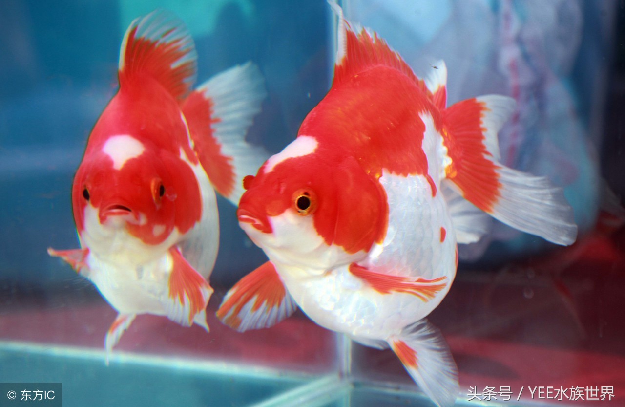 金鱼水质要求有哪些,金鱼对水质要求