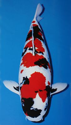 锦鲤白点病一招解决,锦鲤白点病最好治疗方法