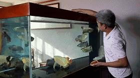 驯龙怎么让龙饿得快,如何让龙鱼改口吃饲料