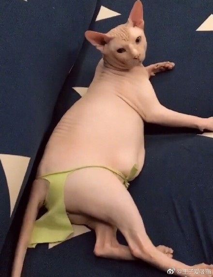 养一只无毛猫的真实感受,养一只无毛猫要多少钱