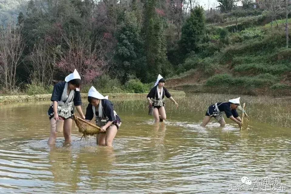 美丽的樱花谷美景,樱花谷美丽的好地方
