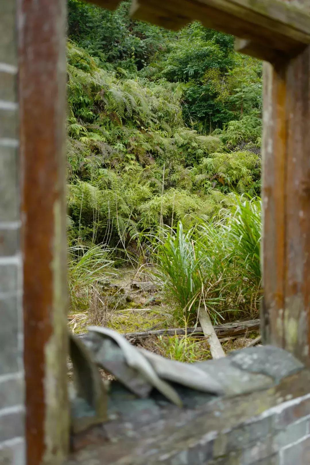 法国归来的插画师也难逃这片山林“诱惑”，夏天还想来看萤火虫