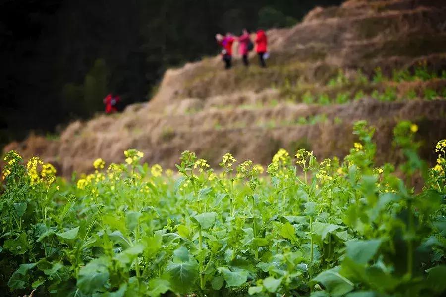 龙脊红瑶寨门票,桂林龙脊梯田门票优惠政策最新