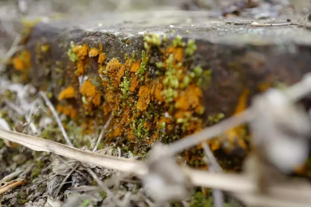 法国归来的插画师也难逃这片山林“诱惑”，夏天还想来看萤火虫