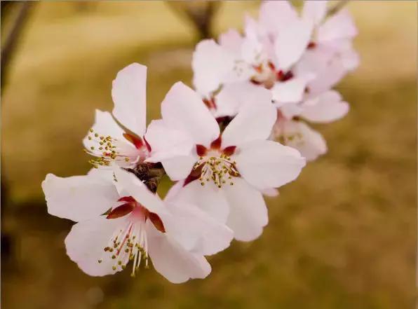 100种常年开花的植物,适合在家一年四季开花的植物